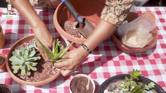 Beginners Guide to House Plants: Succulents (Hindi) – Screenshot 4