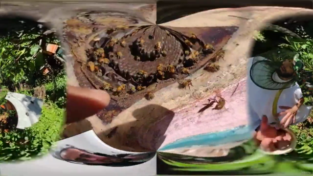 Curso completo de cría y manejo de Abejas sin Aguijón – Screenshot 2