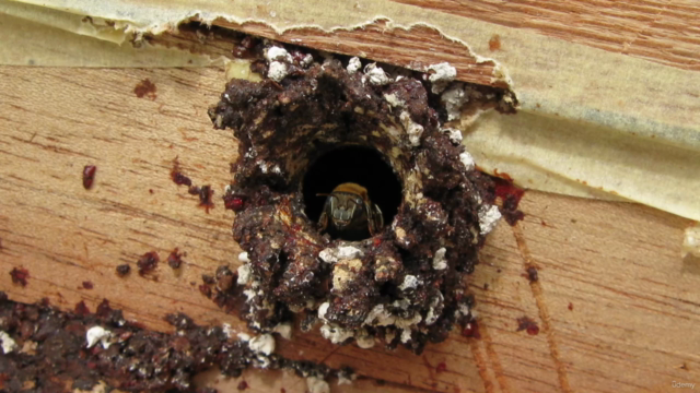 Curso completo de cría y manejo de Abejas sin Aguijón – Screenshot 3