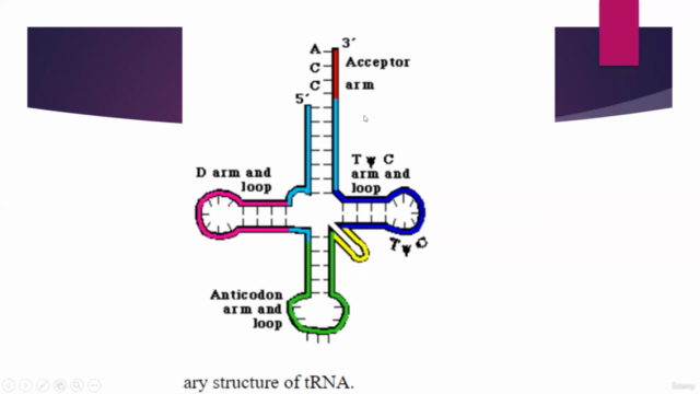 RNA STRUCTURE DETAILED CONCEPT – Screenshot 4