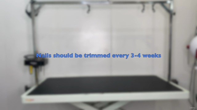 The Basics of Dog Nail Trimming – Screenshot 2
