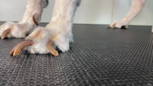 The Basics of Dog Nail Trimming – Screenshot 3