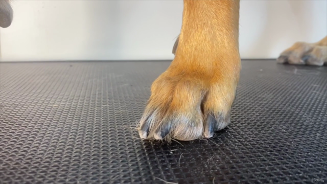 The Basics of Dog Nail Trimming – Screenshot 4