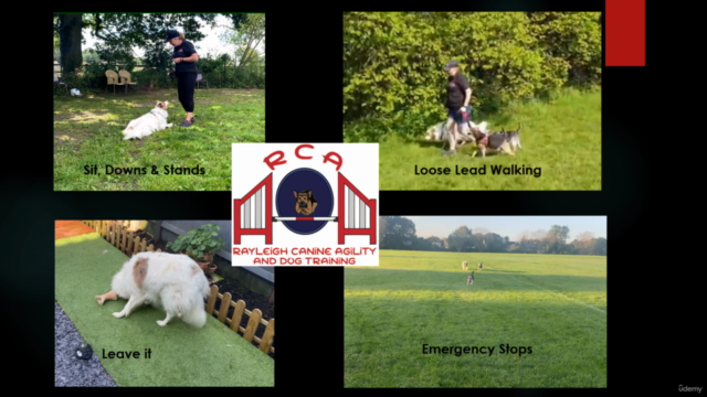 Dog Training for Newcomers – Screenshot 2