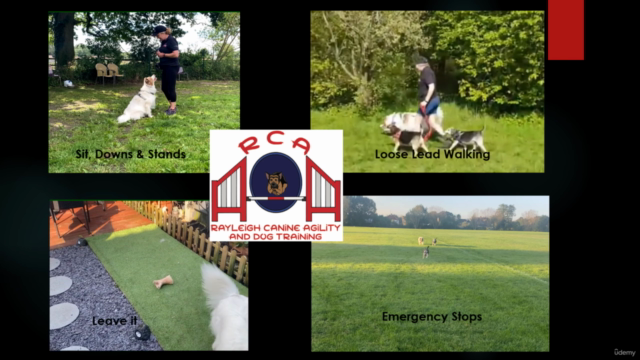 Dog Training for Newcomers – Screenshot 3