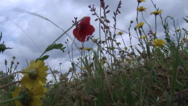 Le piante officinali in primavera/estate – Screenshot 2