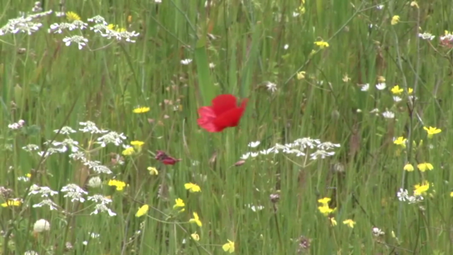 Le piante officinali in primavera/estate – Screenshot 4