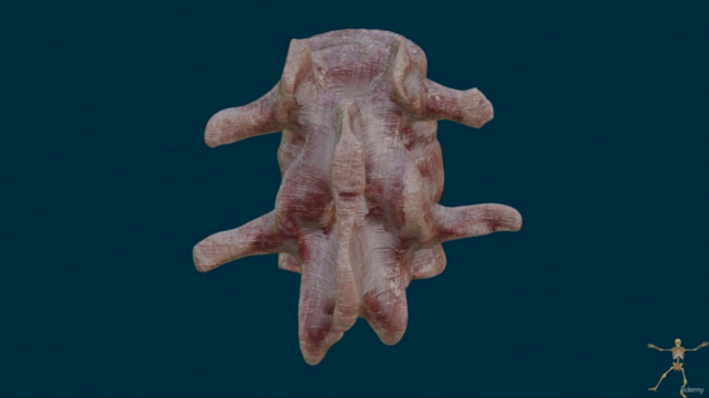Anatomía Humana. Descripción y movimiento. Sistema locomotor – Screenshot 1