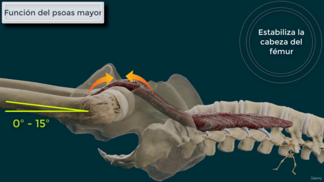 Anatomía Humana. Descripción y movimiento. Sistema locomotor – Screenshot 2