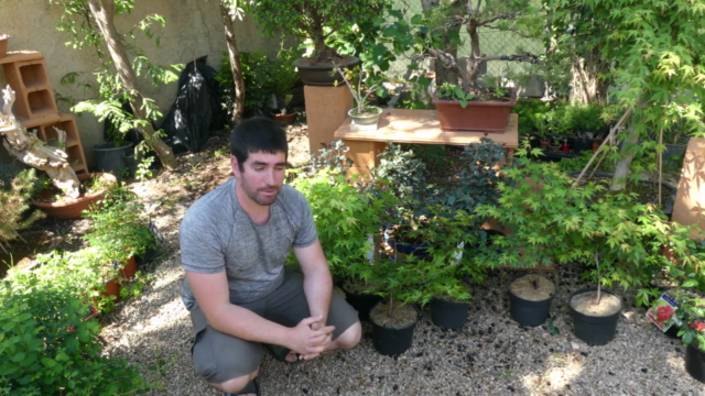 Iniciación al cultivo de Bonsai en sustrato comercial – Screenshot 1