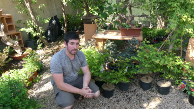 Iniciación al cultivo de Bonsai en sustrato comercial – Screenshot 2