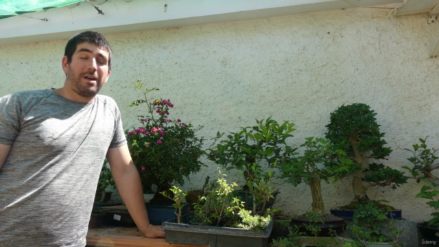 Iniciación al cultivo de Bonsai en sustrato comercial – Screenshot 3