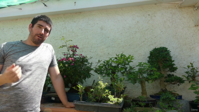 Iniciación al cultivo de Bonsai en sustrato comercial – Screenshot 4