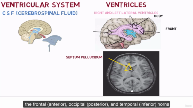 Brain anatomy – Screenshot 1