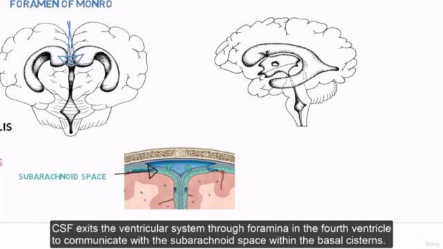 Brain anatomy – Screenshot 3