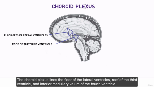 Brain anatomy – Screenshot 4