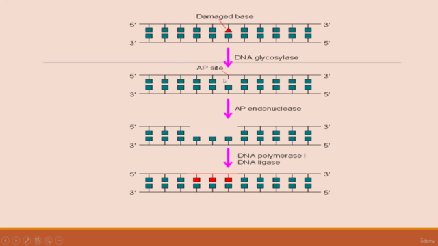 DNA REPAIR CONCEPTS – Screenshot 2
