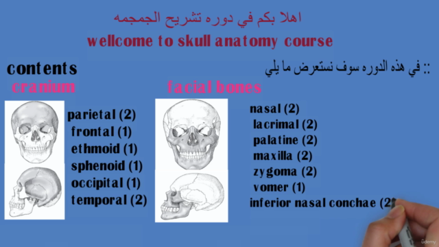 Skull anatomy - Screenshot_03