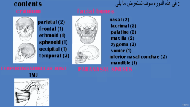 Skull anatomy - Screenshot_04