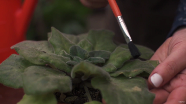 Curso de Jardinería - Cuidado Básico de las Plantas – Screenshot 4