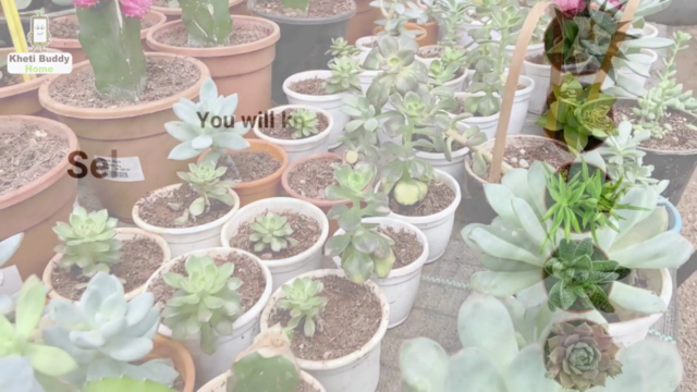 Beginners Guide to House Plants: Succulents (English) - Screenshot_01