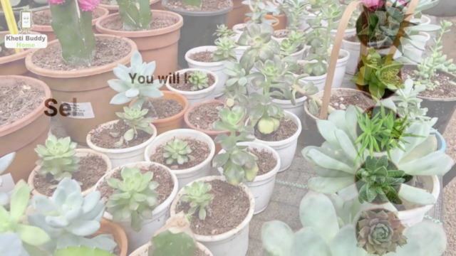 Beginners Guide to House Plants: Succulents (English) – Screenshot 1