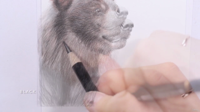 Colored Pencil Brown Bear Drawing Class - Screenshot_02