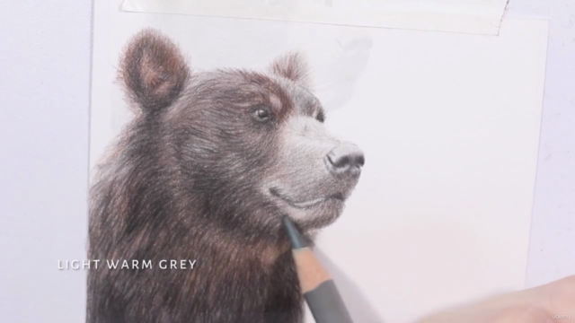 Colored Pencil Brown Bear Drawing Class - Screenshot_03