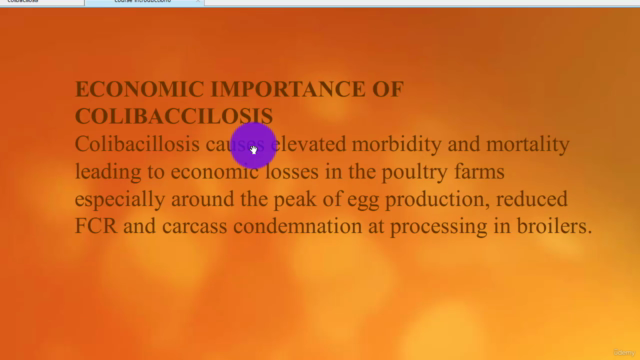 poultry farming Bacterial diseases hindering satisfying prod - Screenshot_02