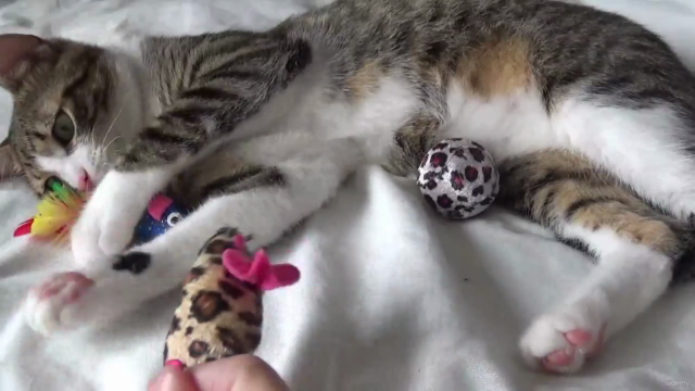 Cat Care 101 - The Cat Owner Guide – Screenshot 1