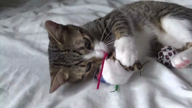 Cat Care 101 - The Cat Owner Guide – Screenshot 2