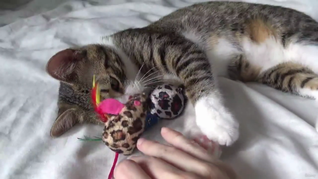Cat Care 101 - The Cat Owner Guide – Screenshot 3