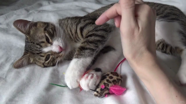 Cat Care 101 - The Cat Owner Guide – Screenshot 4