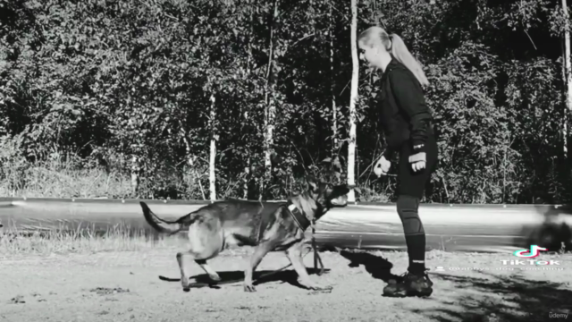 K-9 Unterordnung Basics & Grundlagen – Screenshot 1