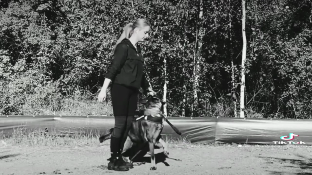 K-9 Unterordnung Basics & Grundlagen – Screenshot 2