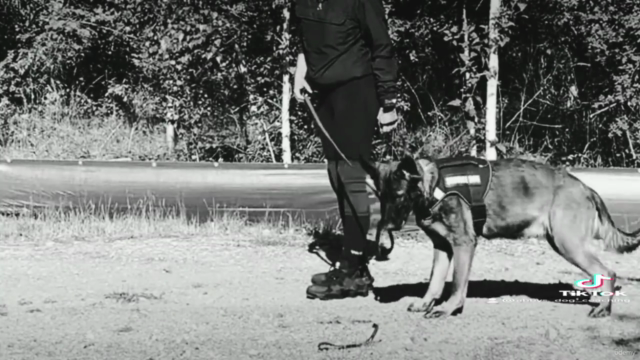 K-9 Unterordnung Basics & Grundlagen – Screenshot 3