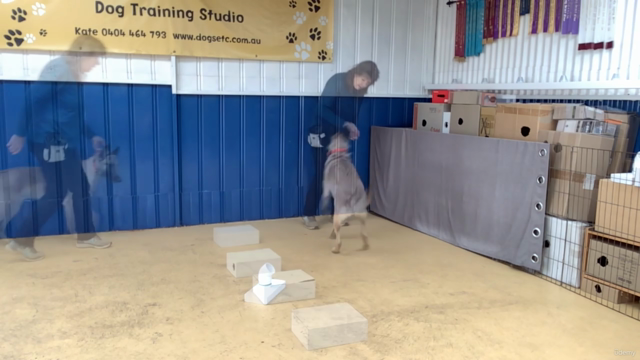 Scent Detection For Dog Sports – Screenshot 3