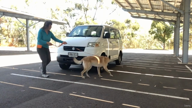 Scent Detection For Dog Sports – Screenshot 4