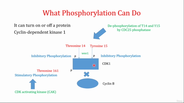 Cell Signaling; Communication at the Molecular level – Screenshot 4