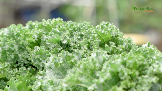 6 Kunci Sukes Berkebun Organik Ala Kebun Rizki – Screenshot 1