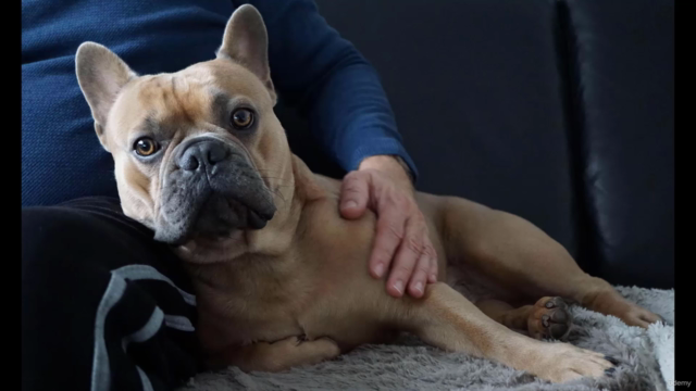Talking to animals about their behaviour – Screenshot 2