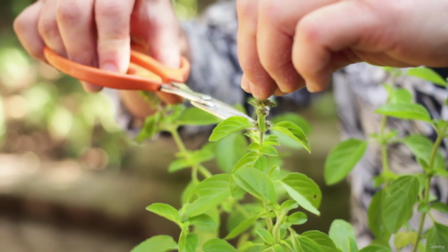 Pragas e doenças das plantas: aprenda Controle sustentável – Screenshot 4