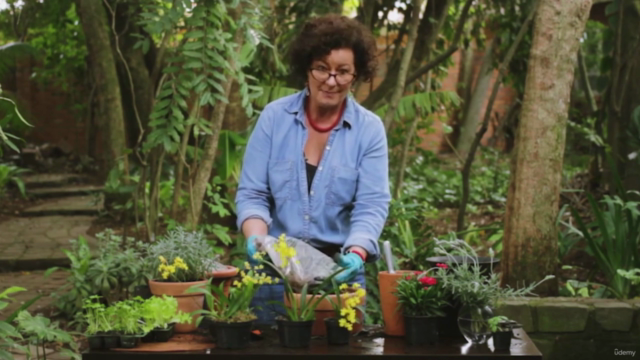 Orquídeas- como cultivar de modo simples e descomplicado – Screenshot 2