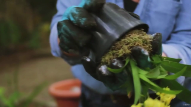 Orquídeas- como cultivar de modo simples e descomplicado – Screenshot 3