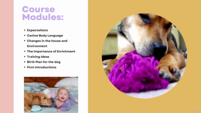 Dog Training for Expectant Parents – Screenshot 3