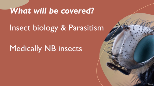 Introduction to Medical Entomology – Screenshot 4