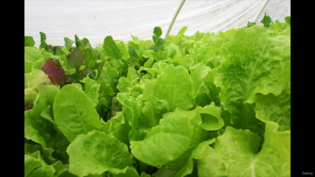 DIY Gardening Projects: Build a Better Home Garden – Screenshot 2