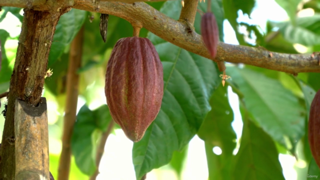 Introduction To Sacred Cacao Facilitation [Accredited] – Screenshot 1