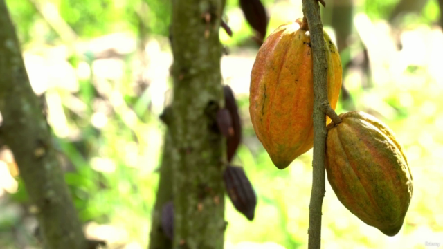 Introduction To Sacred Cacao Facilitation [Accredited] – Screenshot 2