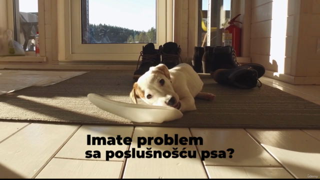 Naučite kako da pravilno vaspitate psa – Screenshot 1